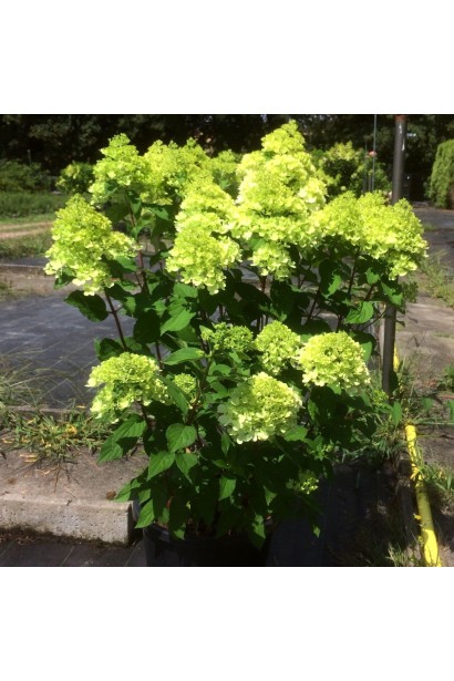 Гортензія мітловидна Мохіто в контейнері